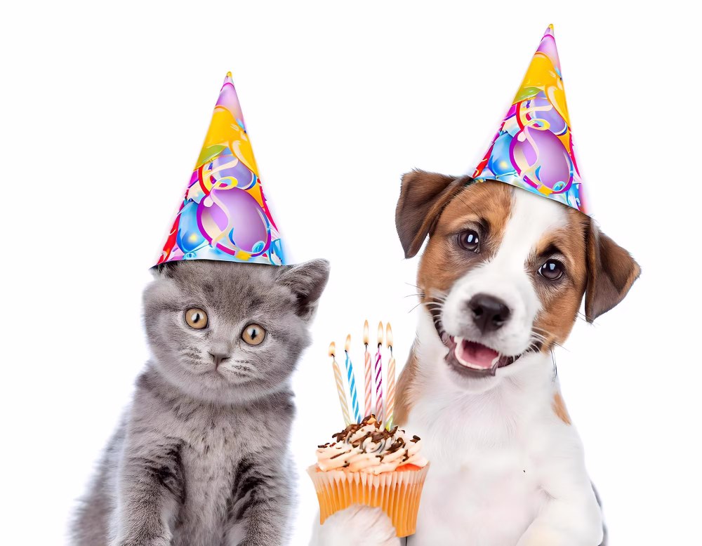 pet party
